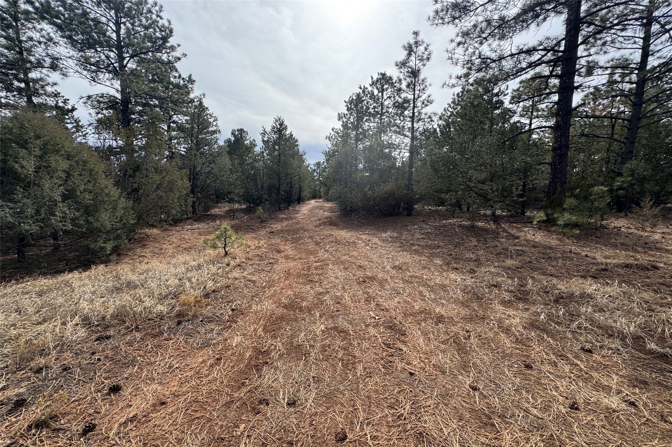 Jose Gonzales Road, Pecos, New Mexico image 5