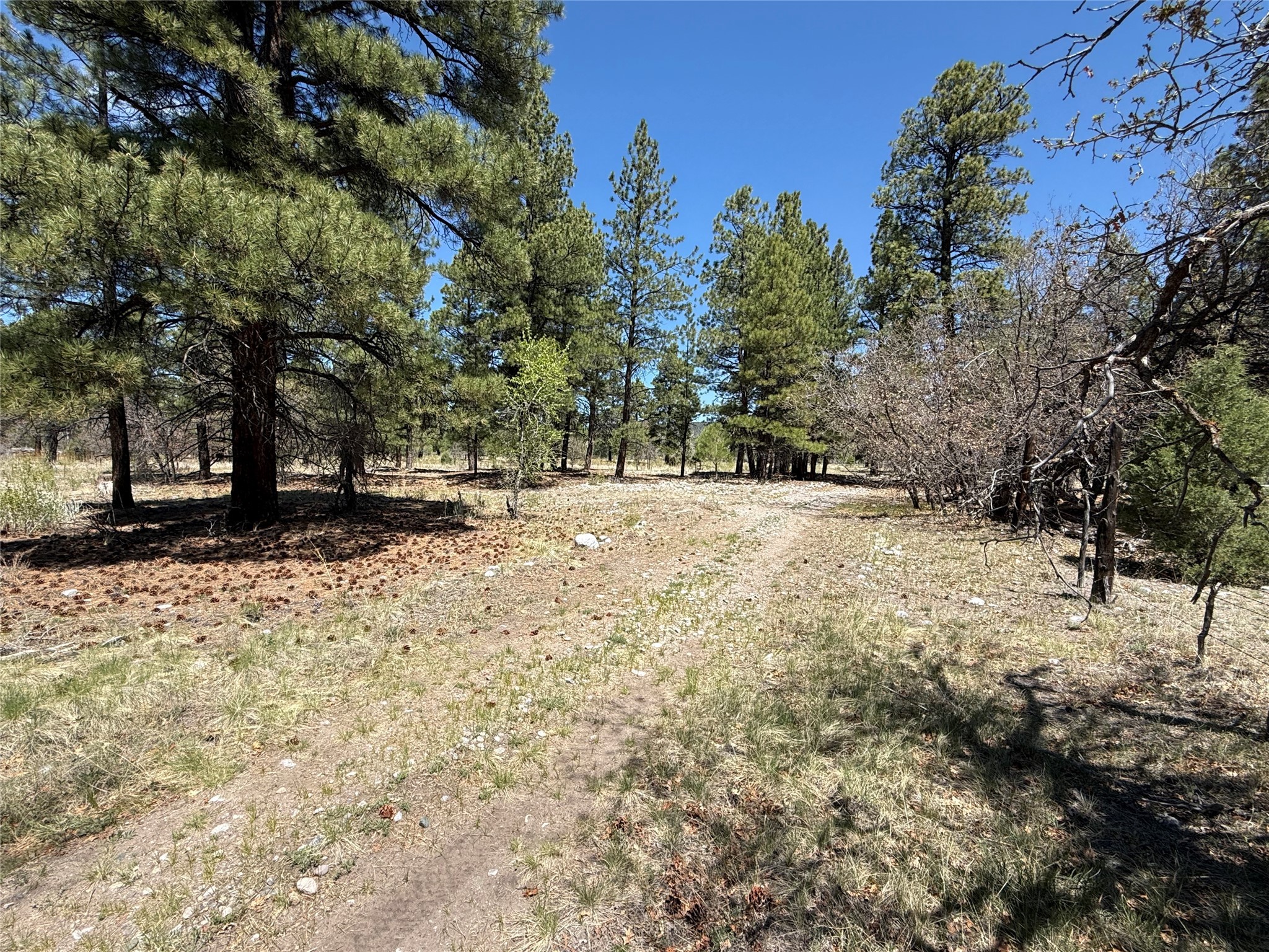 TBD State Road 512, Chama, New Mexico image 1