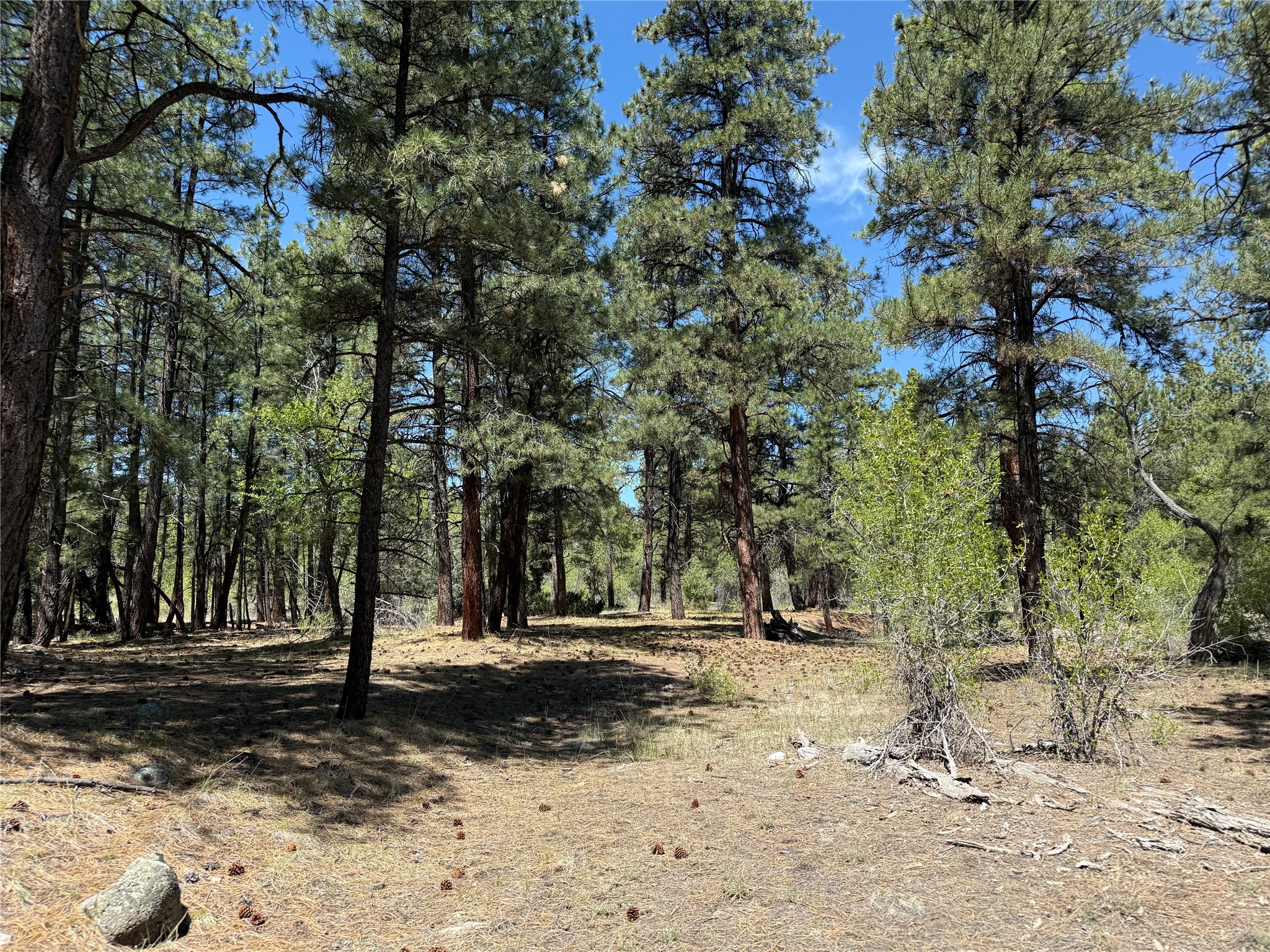 TBD State Road 512, Chama, New Mexico image 6