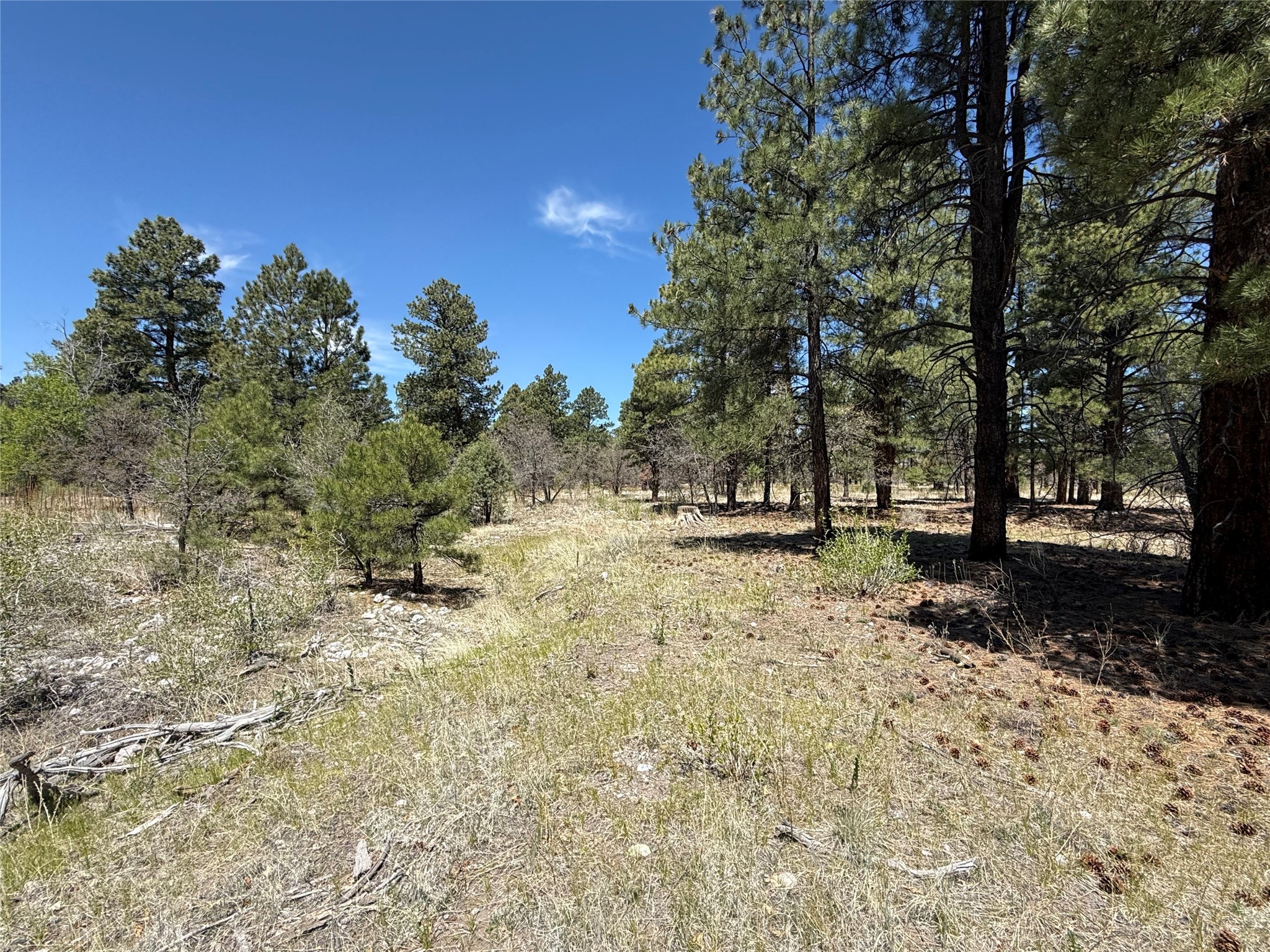 TBD State Road 512, Chama, New Mexico image 4