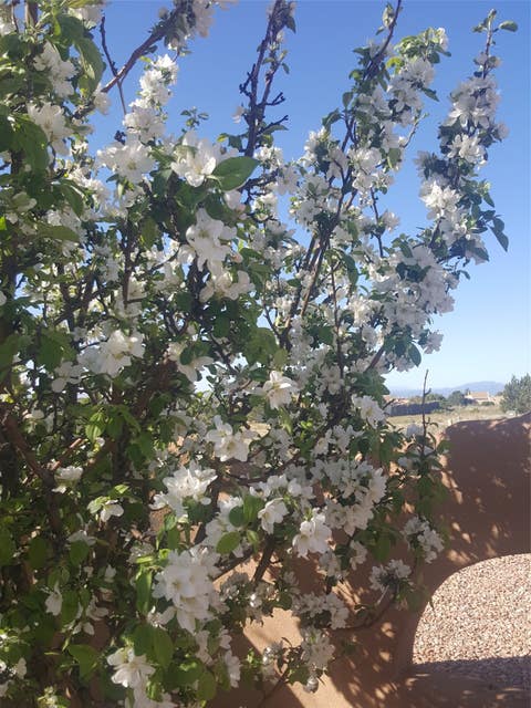 Tiny photo for 1 Sombra Court, Santa Fe, NM 87508 (MLS # 202603291)