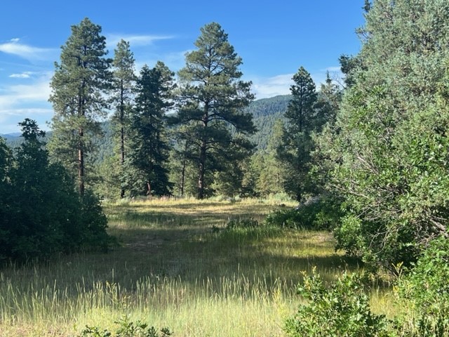 TBD Log Ridge Trail, Chama, New Mexico image 2