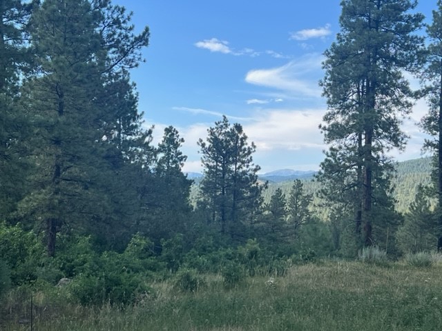 TBD Log Ridge Trail, Chama, New Mexico image 8