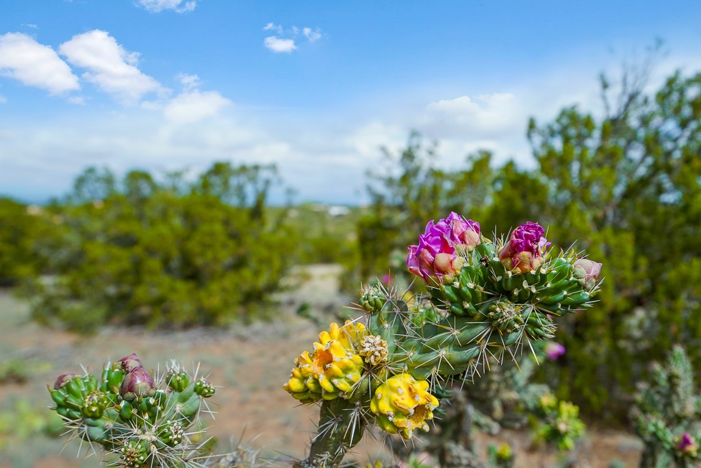 Camino Del Sol, Santa Fe, New Mexico image 19