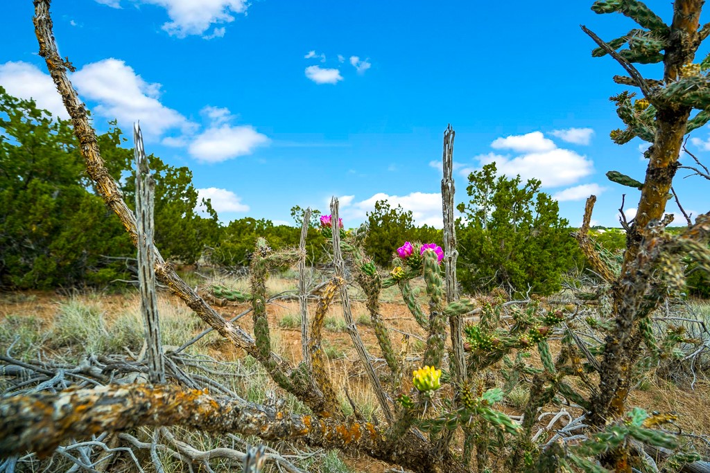 Camino Del Sol, Santa Fe, New Mexico image 11