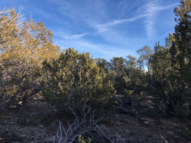5 Acres Cr A20, Las Vegas, New Mexico image 7