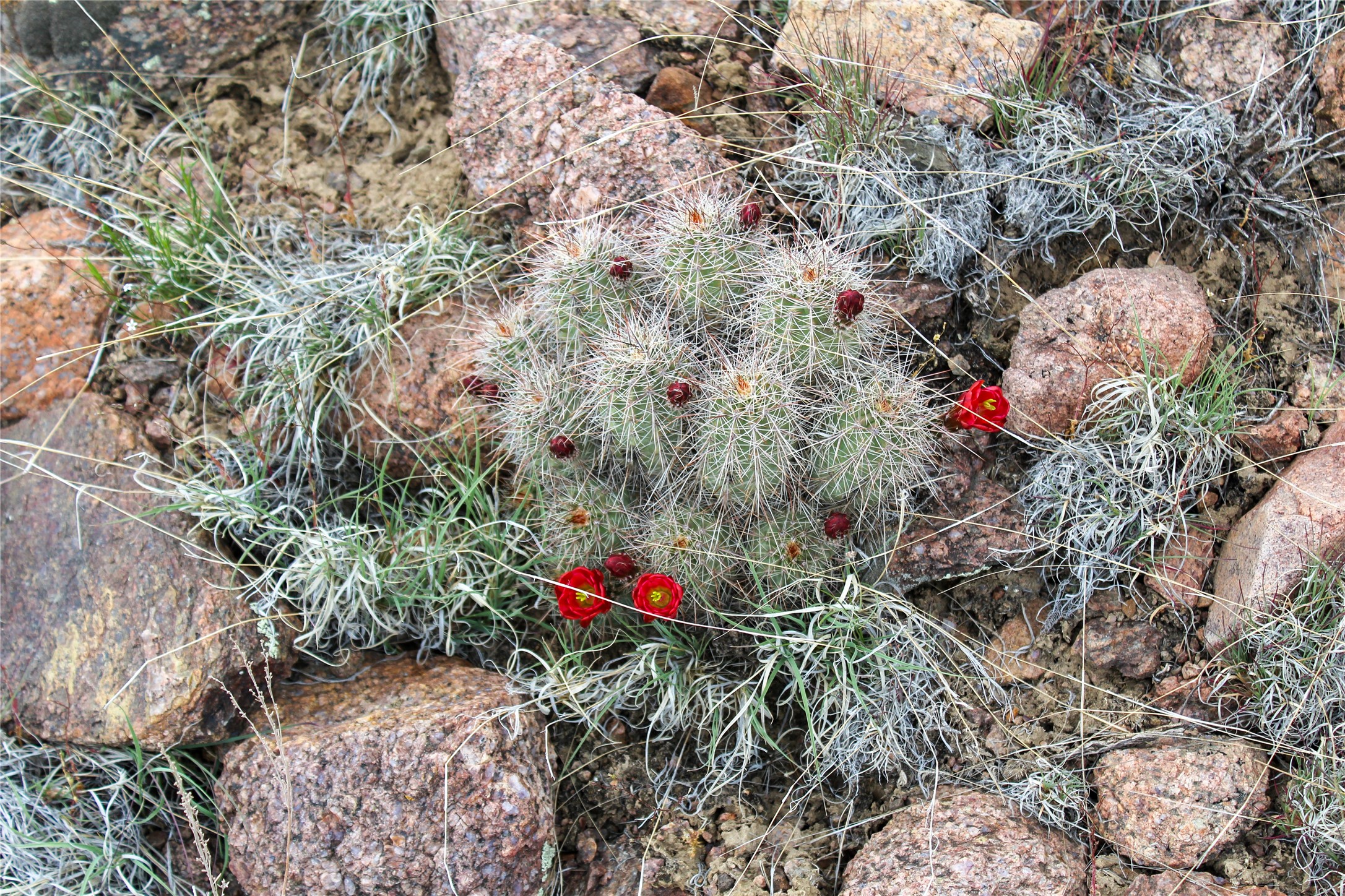 200 Vallecitos Rd, Cuba, New Mexico image 4