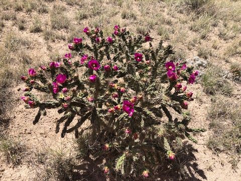 Tiny photo for 460 Camino Cerro Chato, Cerrillos, NM 87010 (MLS # 202338629)