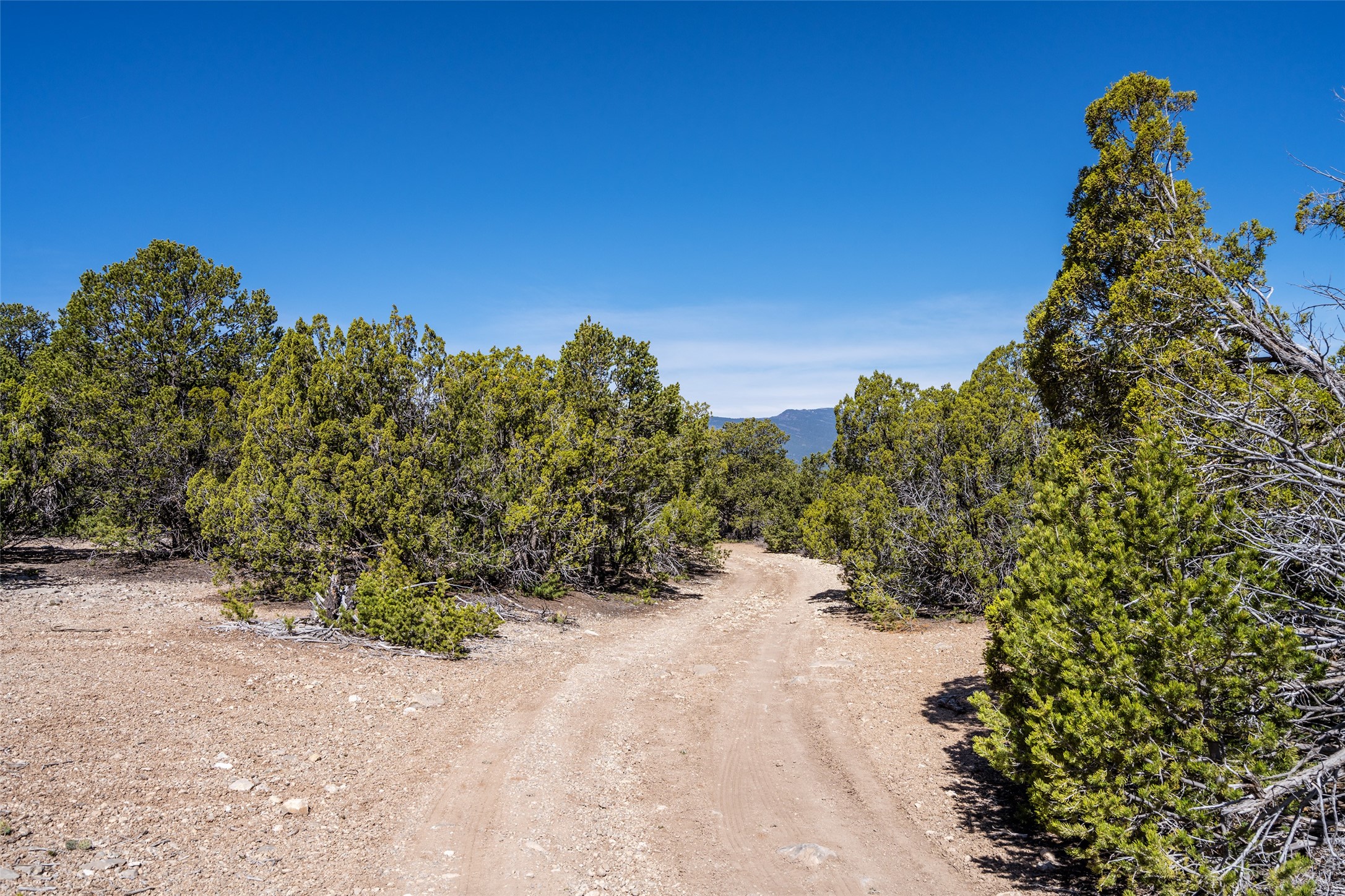 Sedillo Hill Road, Tijeras, New Mexico image 16