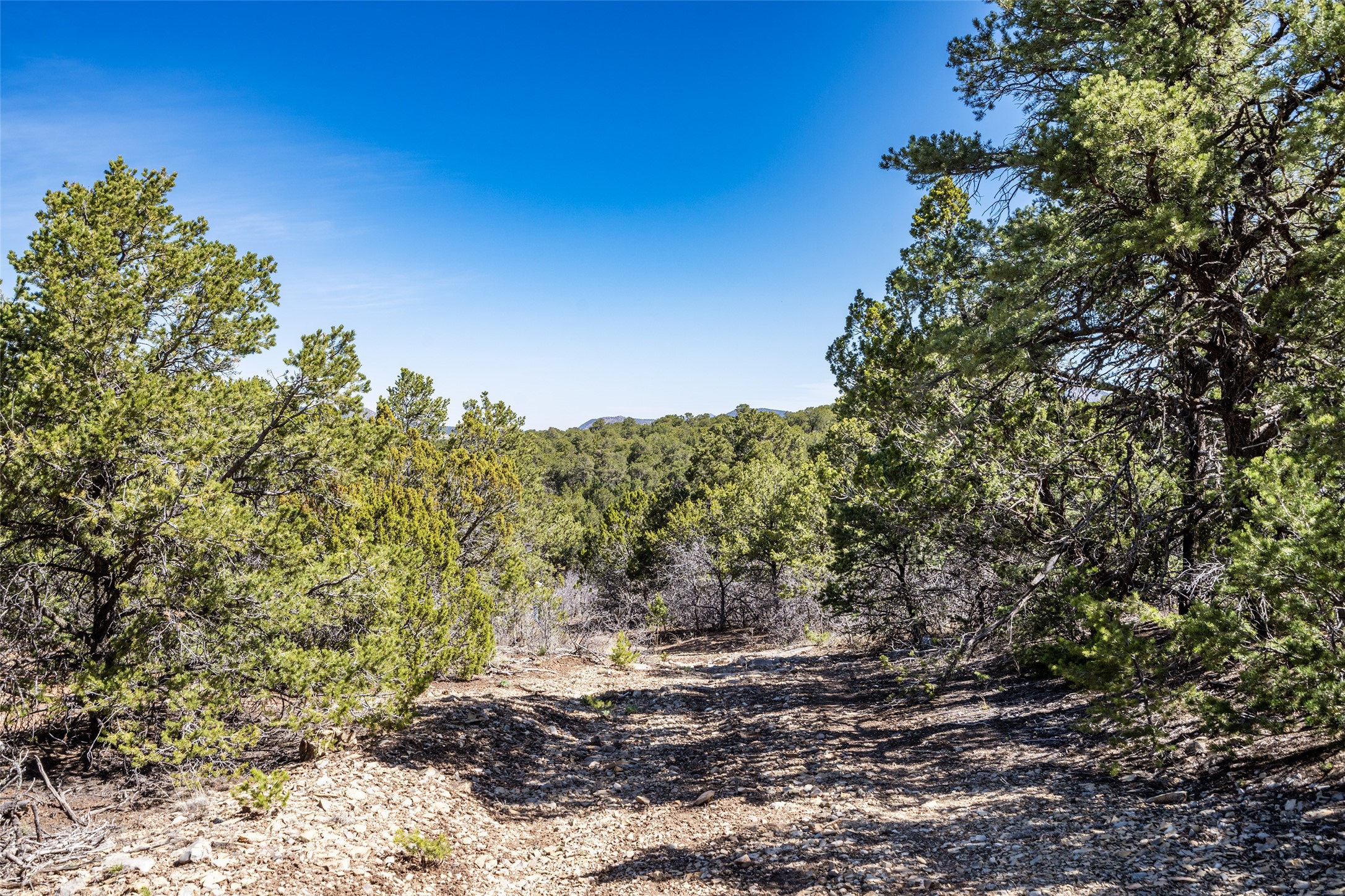 Sedillo Hill Road, Tijeras, New Mexico image 17