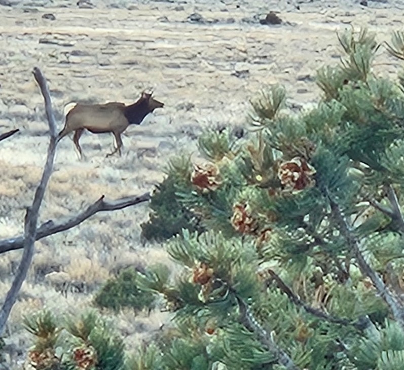 TBD Highway 285, Tres Piedras, New Mexico image 1