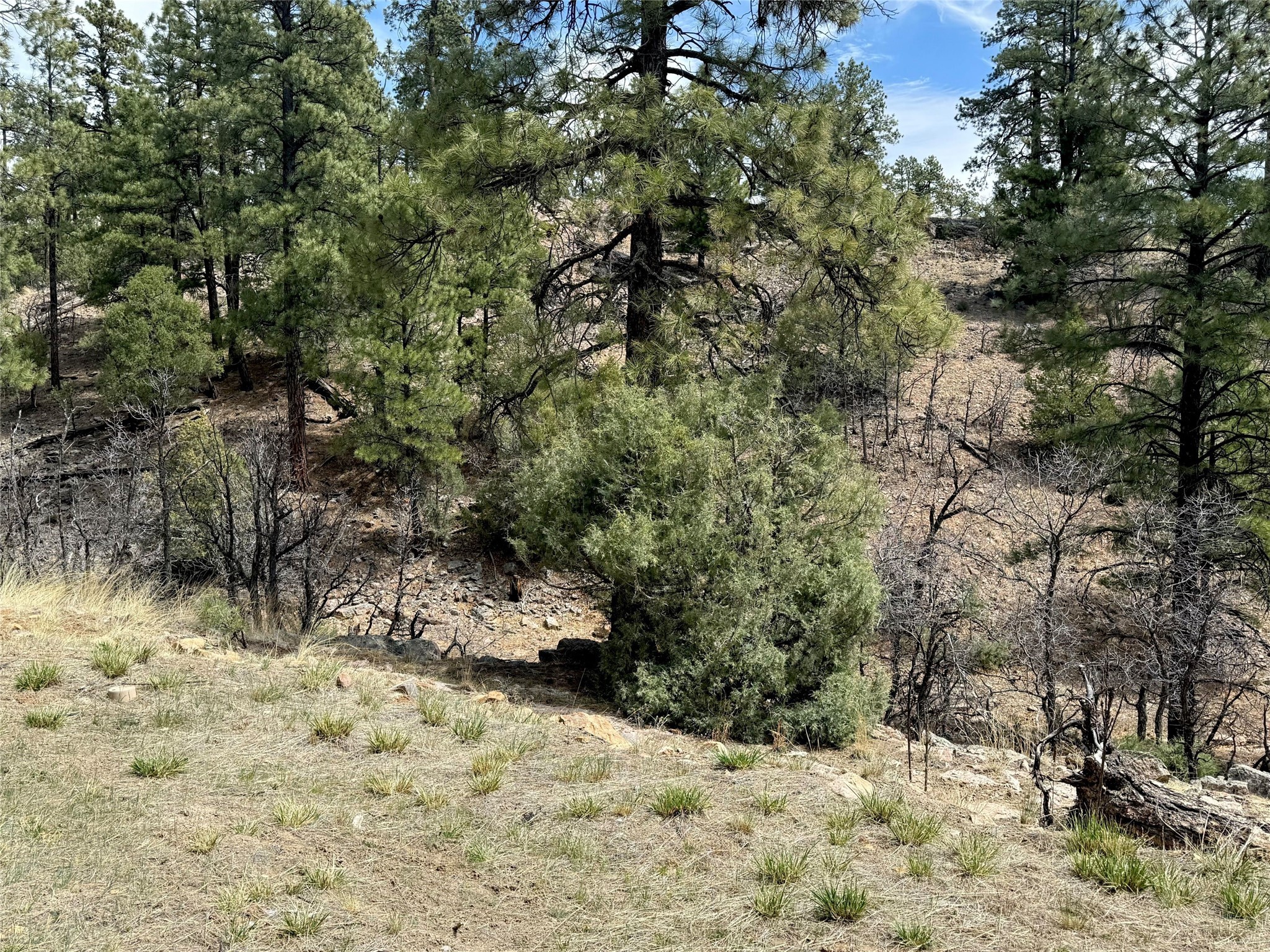 20 Ripp Road, Los Ojos, New Mexico image 27