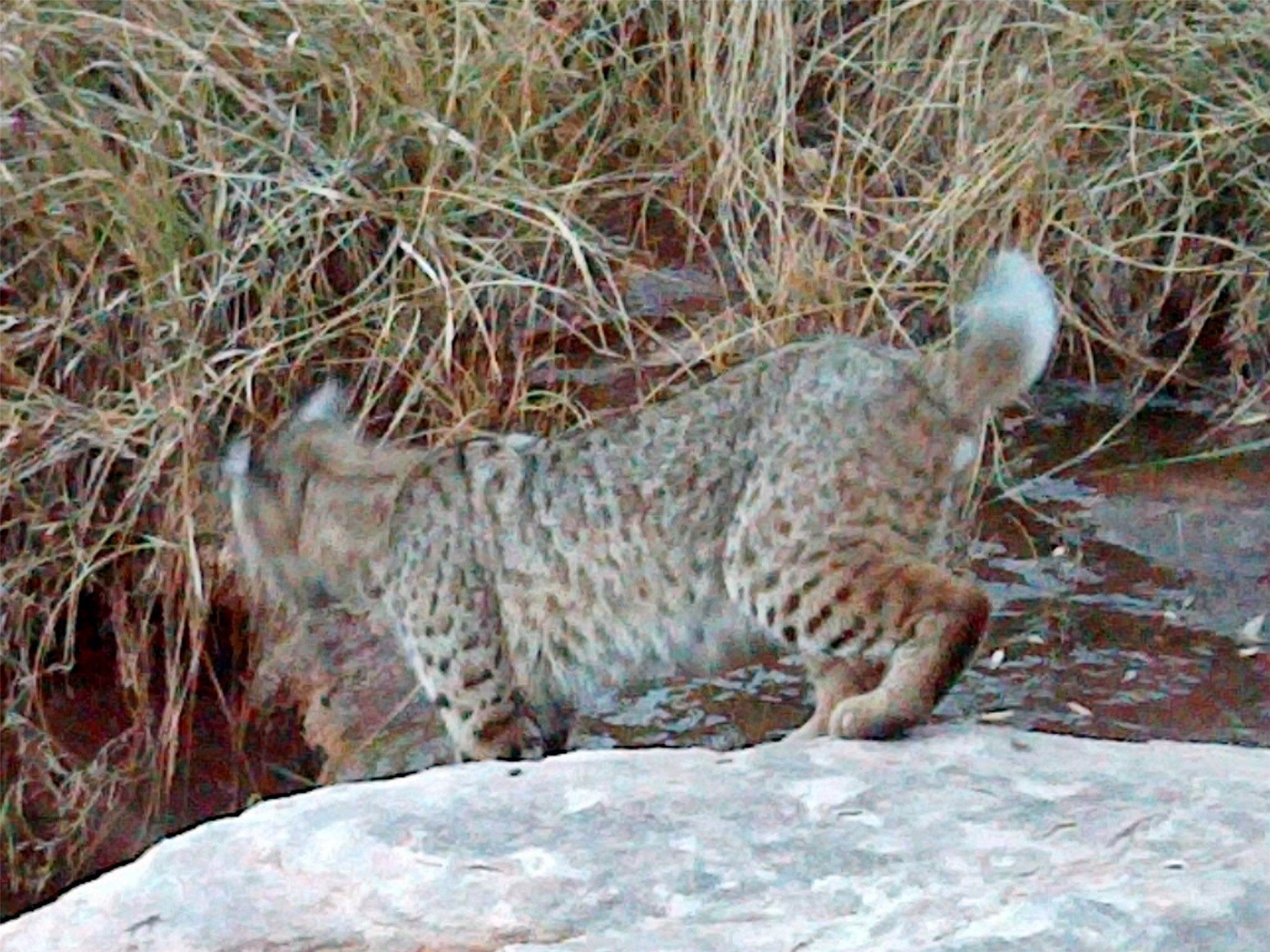 Mesa Springs Ranch, Ribera, New Mexico image 36