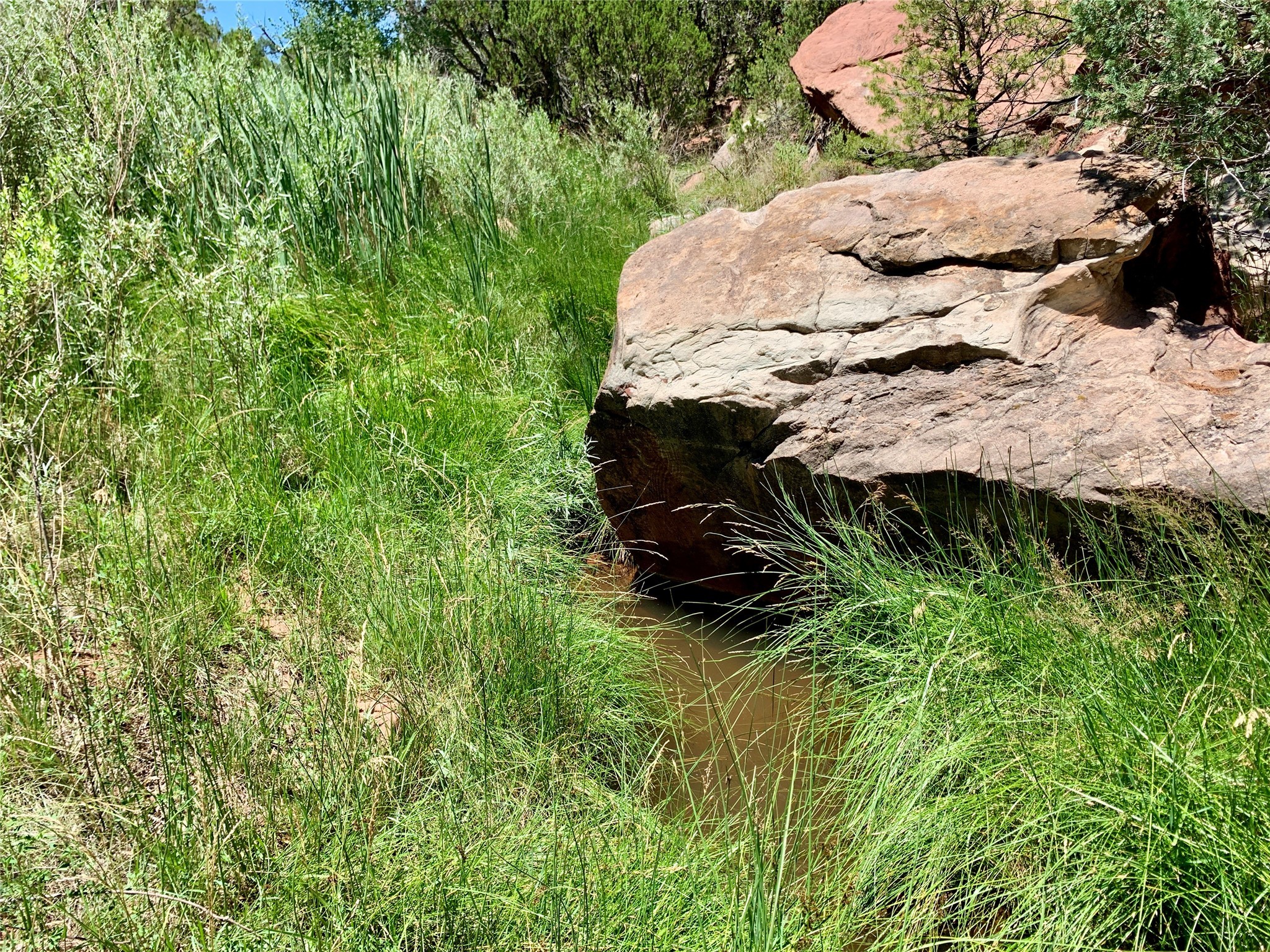 Mesa Springs Ranch, Ribera, New Mexico image 8