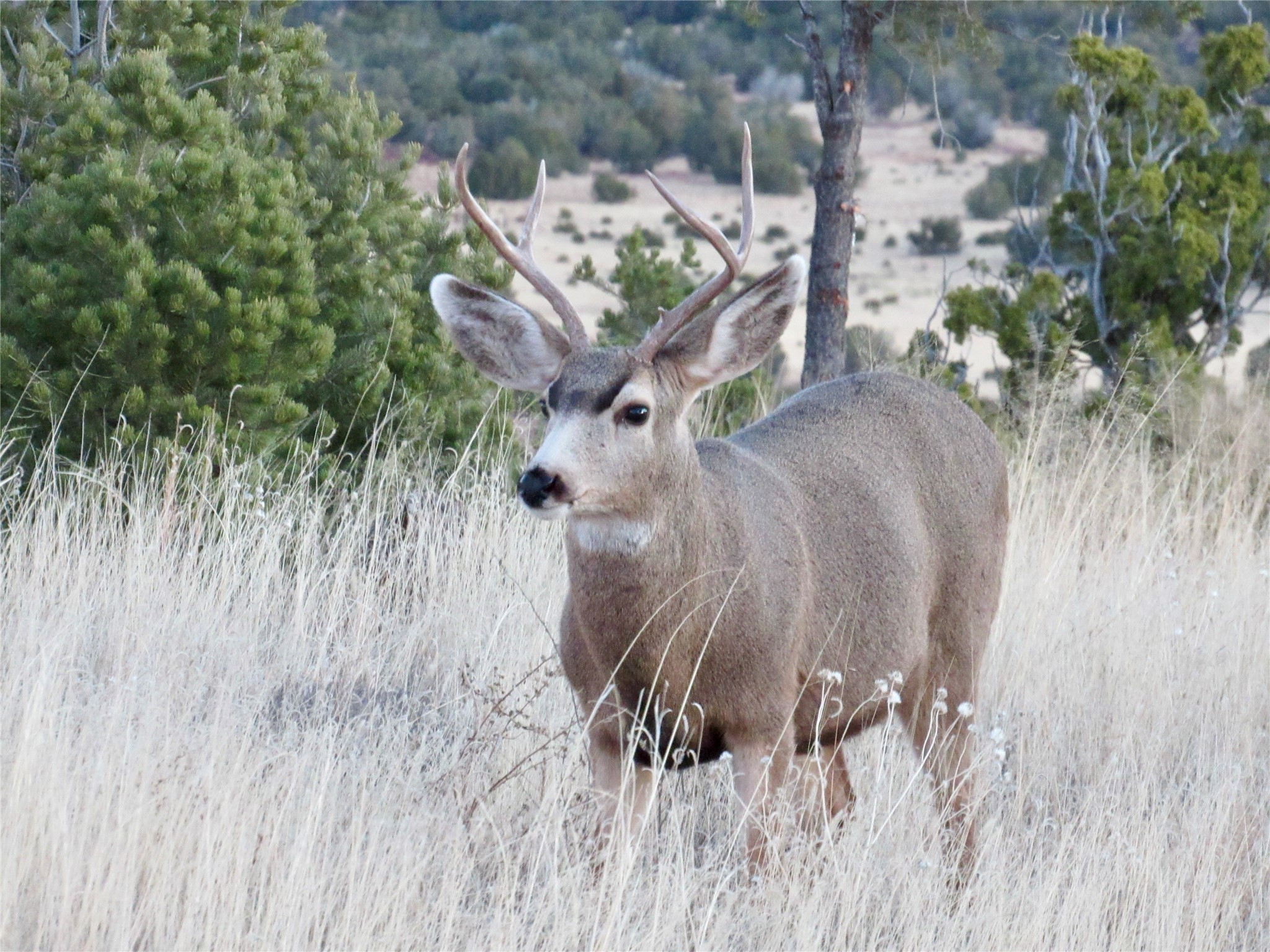 Mesa Springs Ranch, Ribera, New Mexico image 33