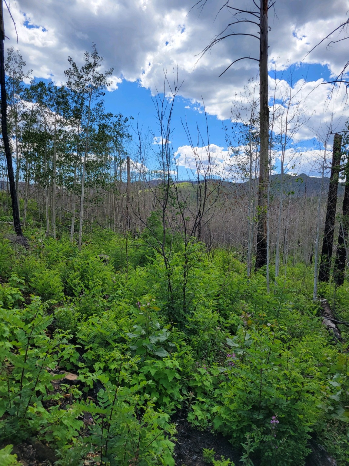 14 Wapiti Way, Jemez Springs, New Mexico image 7