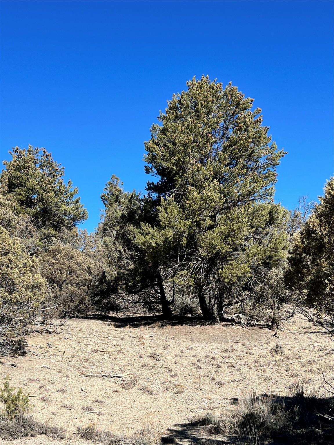 Willow Creek, Los Ojos, New Mexico image 1