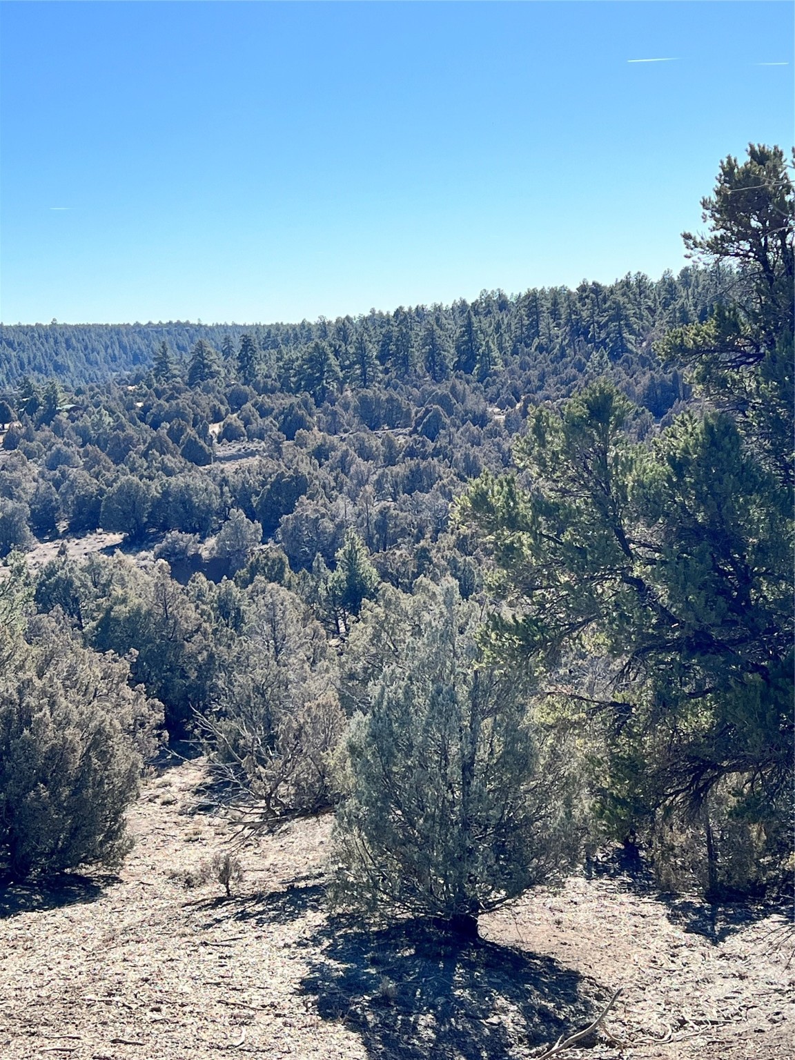 Willow Creek, Los Ojos, New Mexico image 2