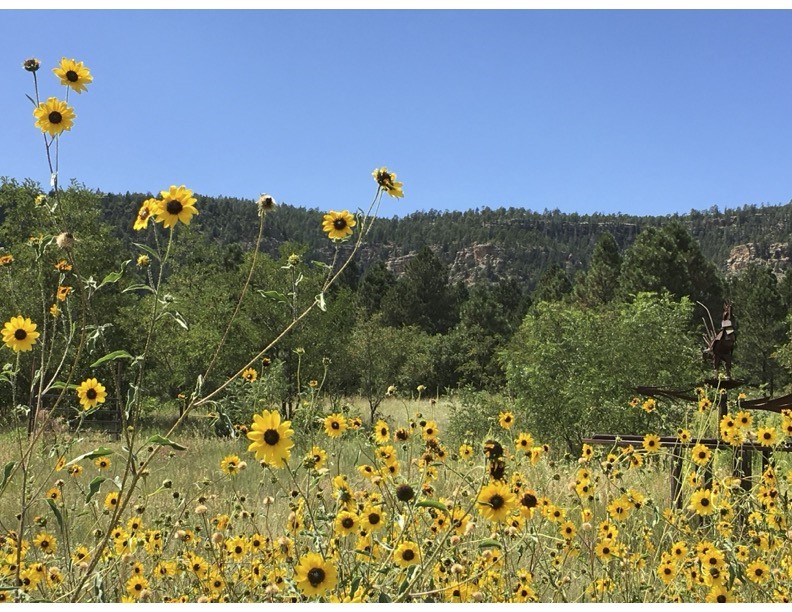 357 Cr C004, Ocate, New Mexico image 13