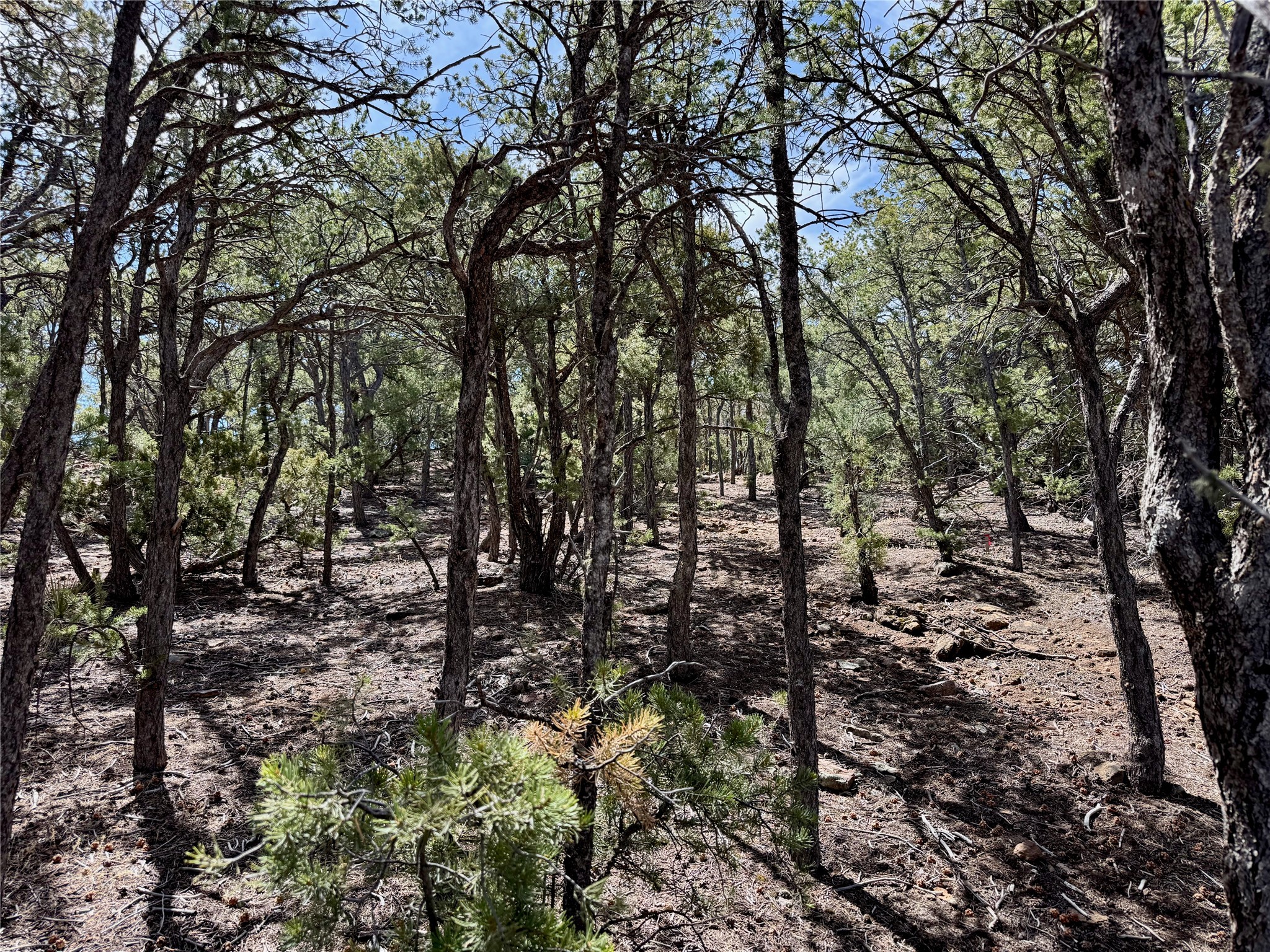 Various Summit Hills, Santa Fe, New Mexico image 39