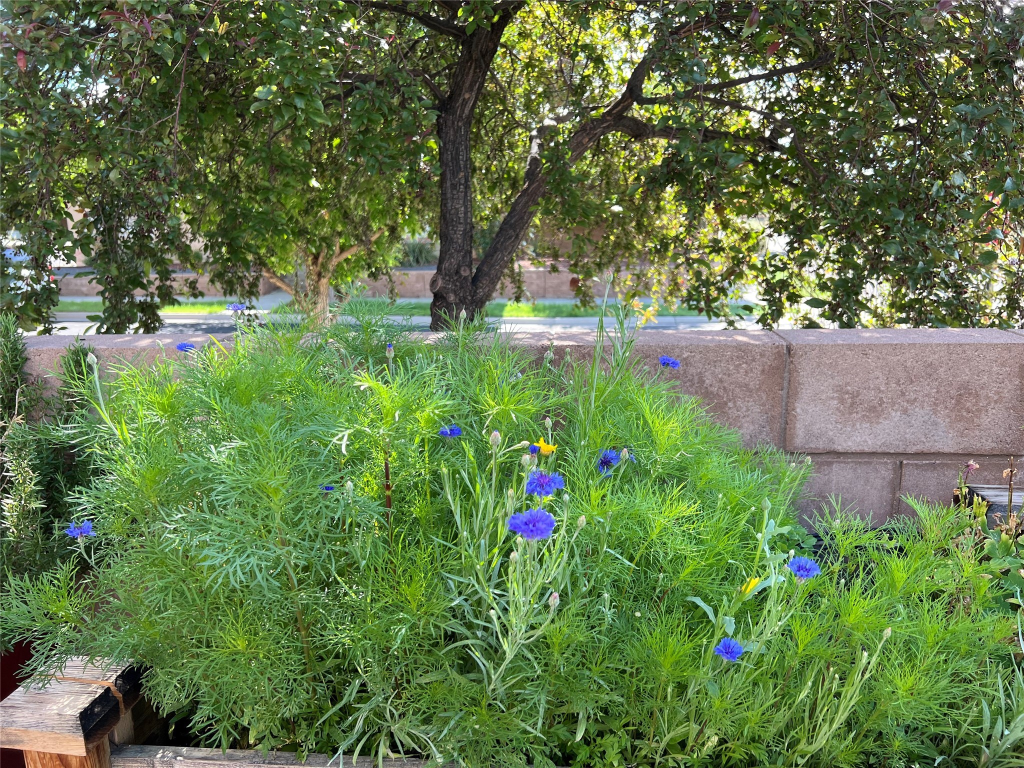 1 Pelona Court, Santa Fe, New Mexico image 38