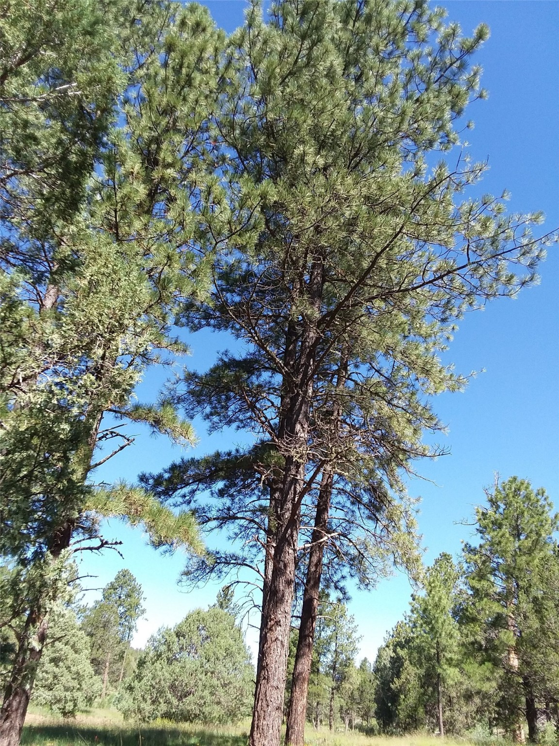 344 Forest Rd 83, Pecos, New Mexico image 4