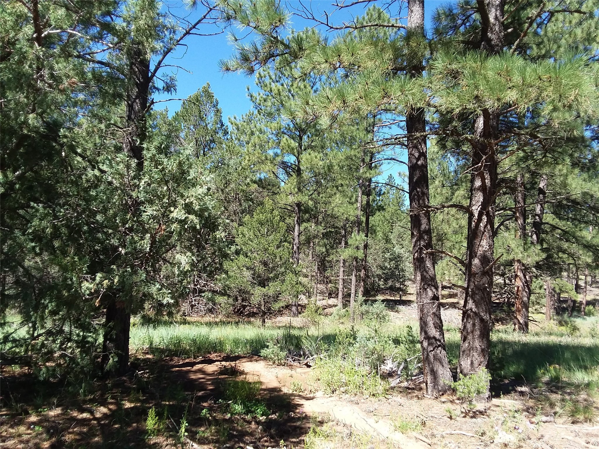 344 Forest Rd 83, Pecos, New Mexico image 2