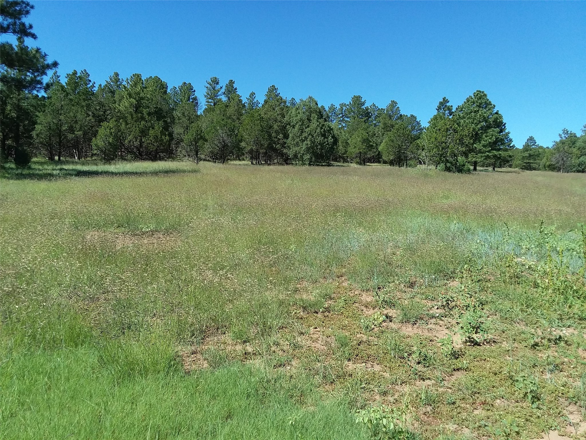 344 Forest Rd 83, Pecos, New Mexico image 1