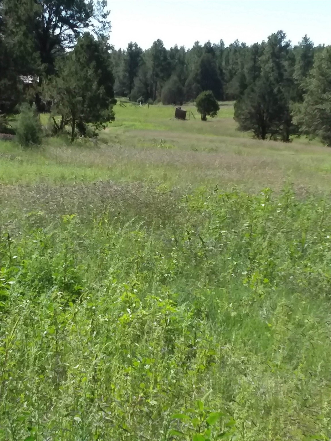 344 Forest Rd 83, Pecos, New Mexico image 3
