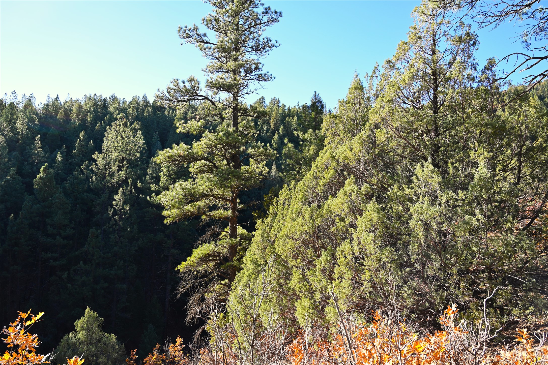 00 Cr 352, Chama, New Mexico image 26