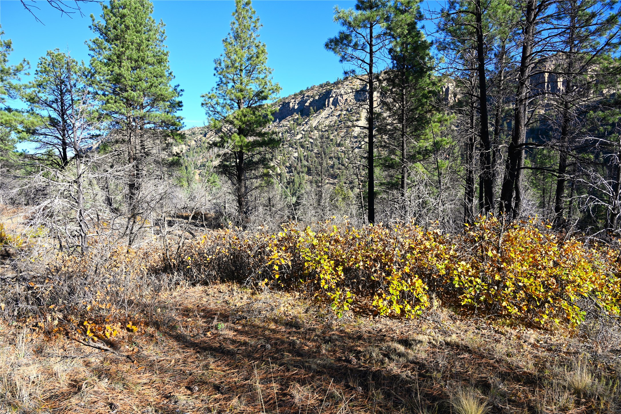 00 Cr 352, Chama, New Mexico image 40