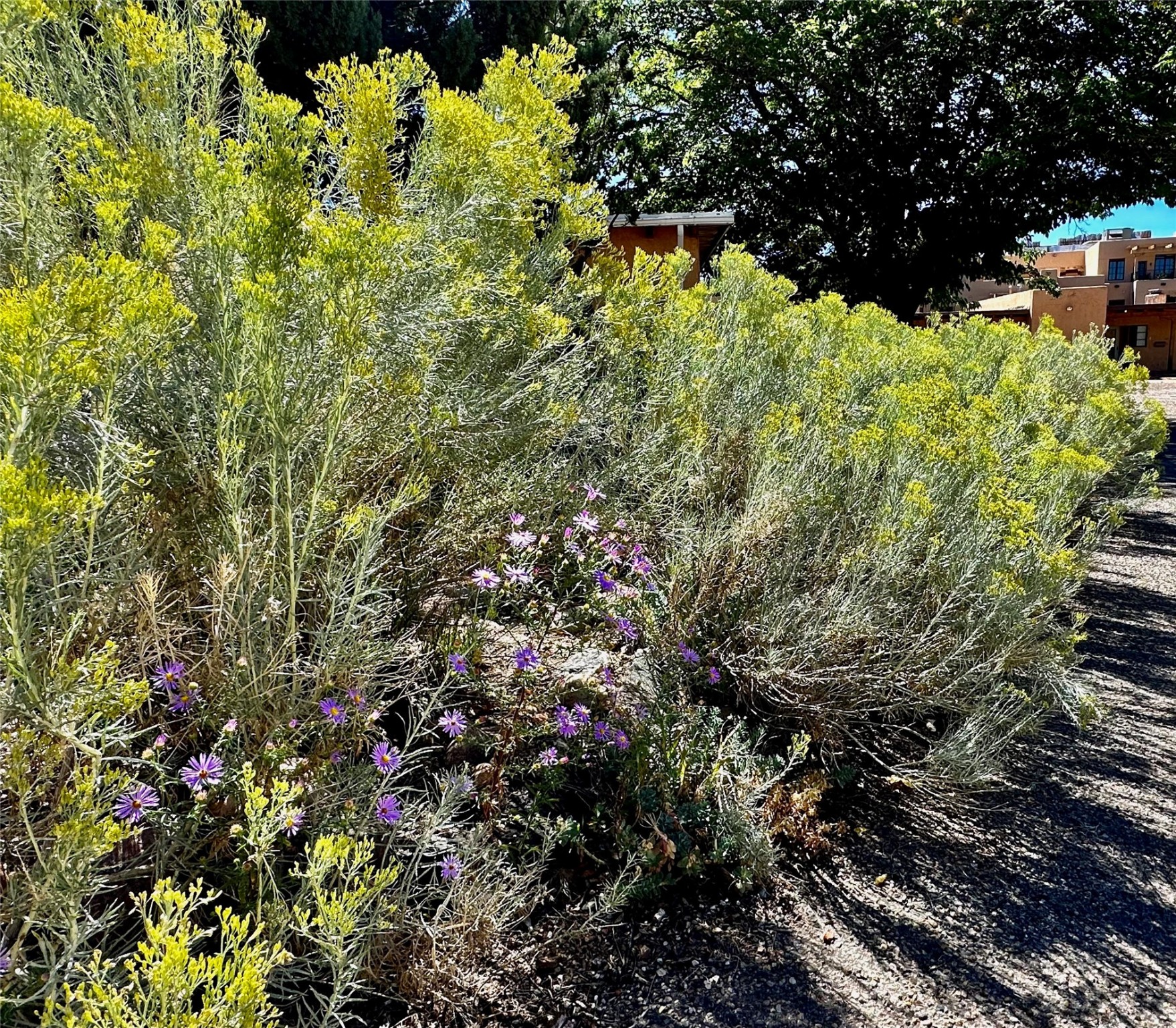 104 Camino Matias #LOT 29, Santa Fe, New Mexico image 22