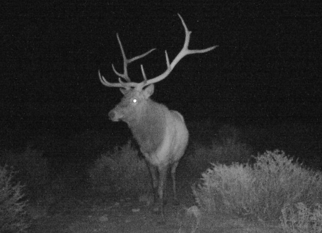 Sevilleta Hills Elk Ranch, Socorro, New Mexico image 7