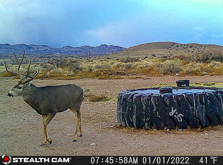 Sevilleta Hills Elk Ranch, Socorro, New Mexico image 13