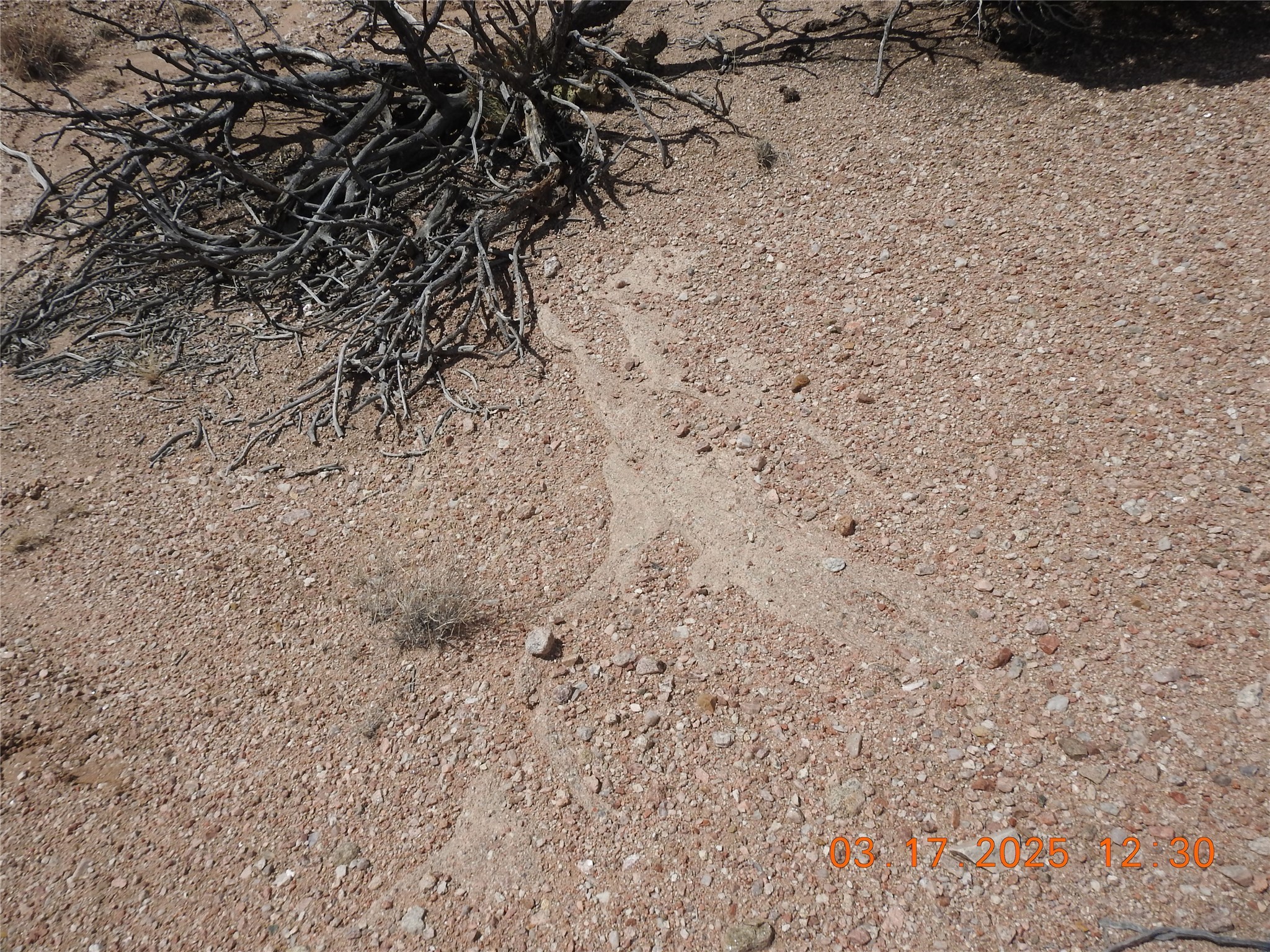 Wildass Road, Santa Fe, New Mexico image 24