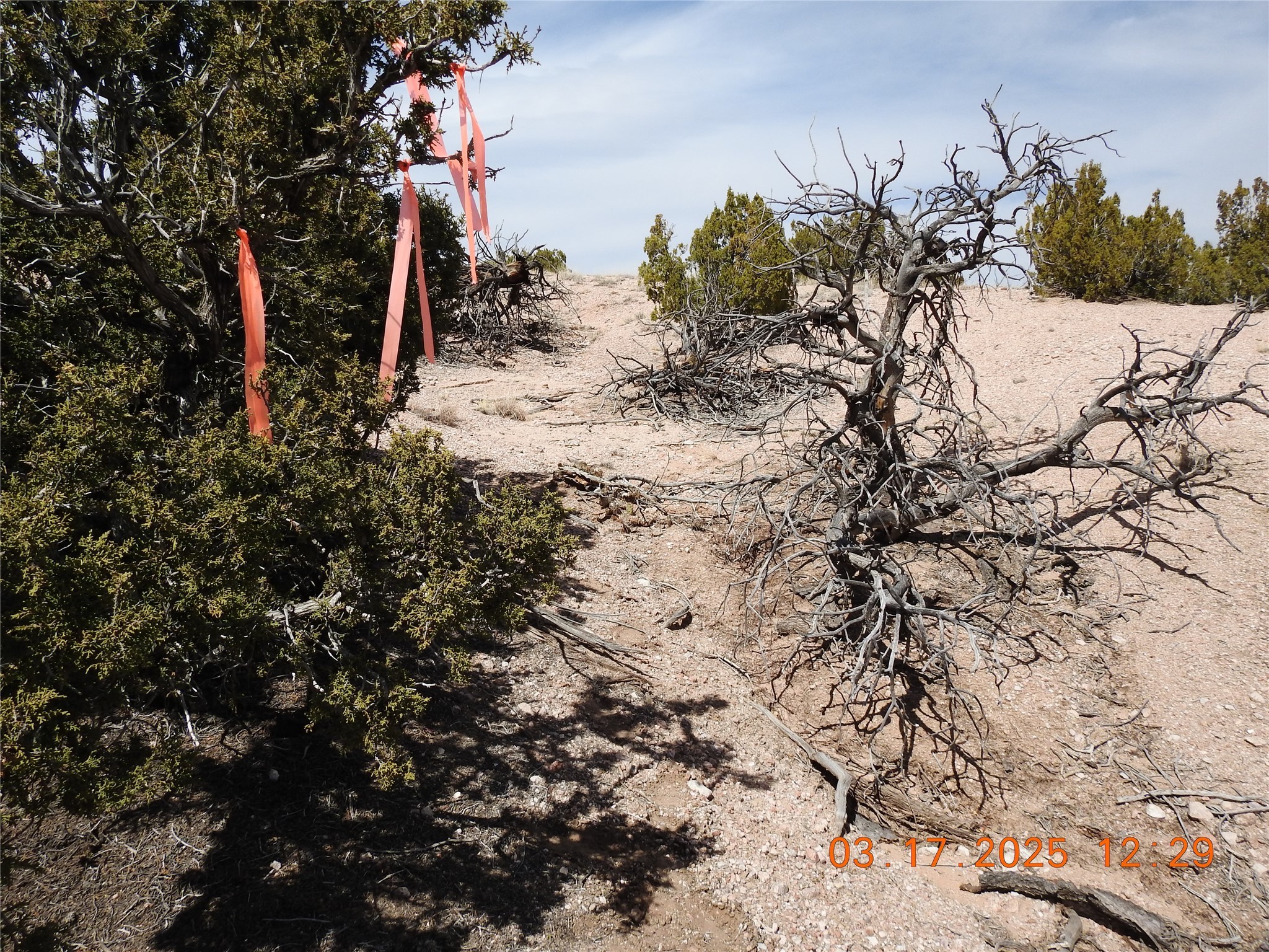 Wildass Road, Santa Fe, New Mexico image 21