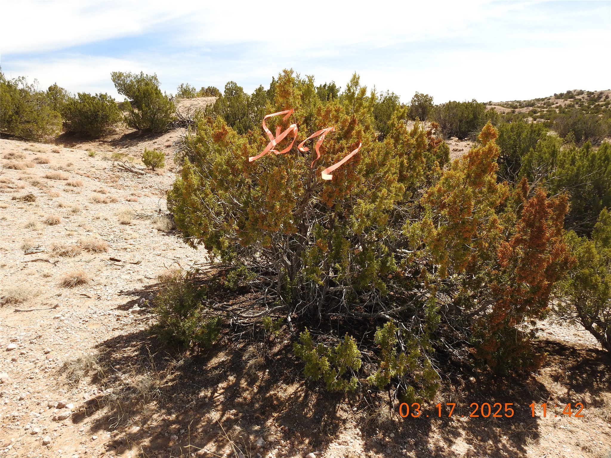 Wildass Road, Santa Fe, New Mexico image 16
