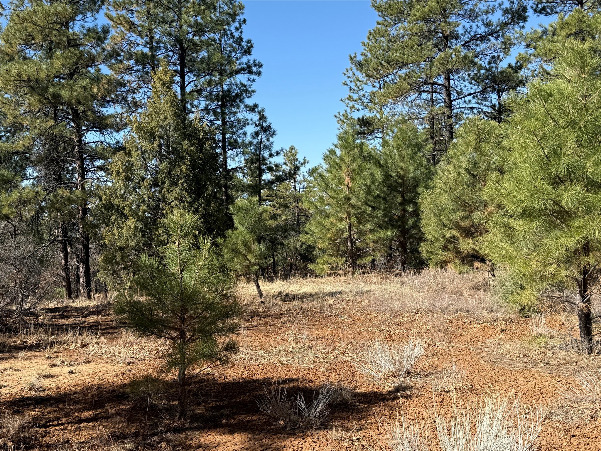 Big Oaks 3, Chama, New Mexico image 2