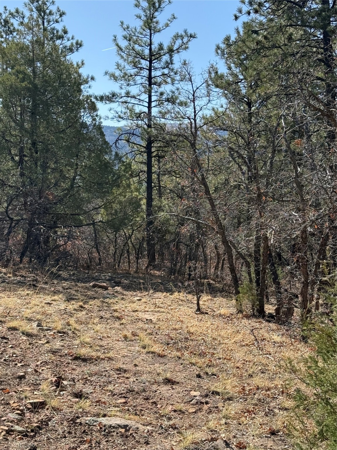 Big Oaks 3, Chama, New Mexico image 4