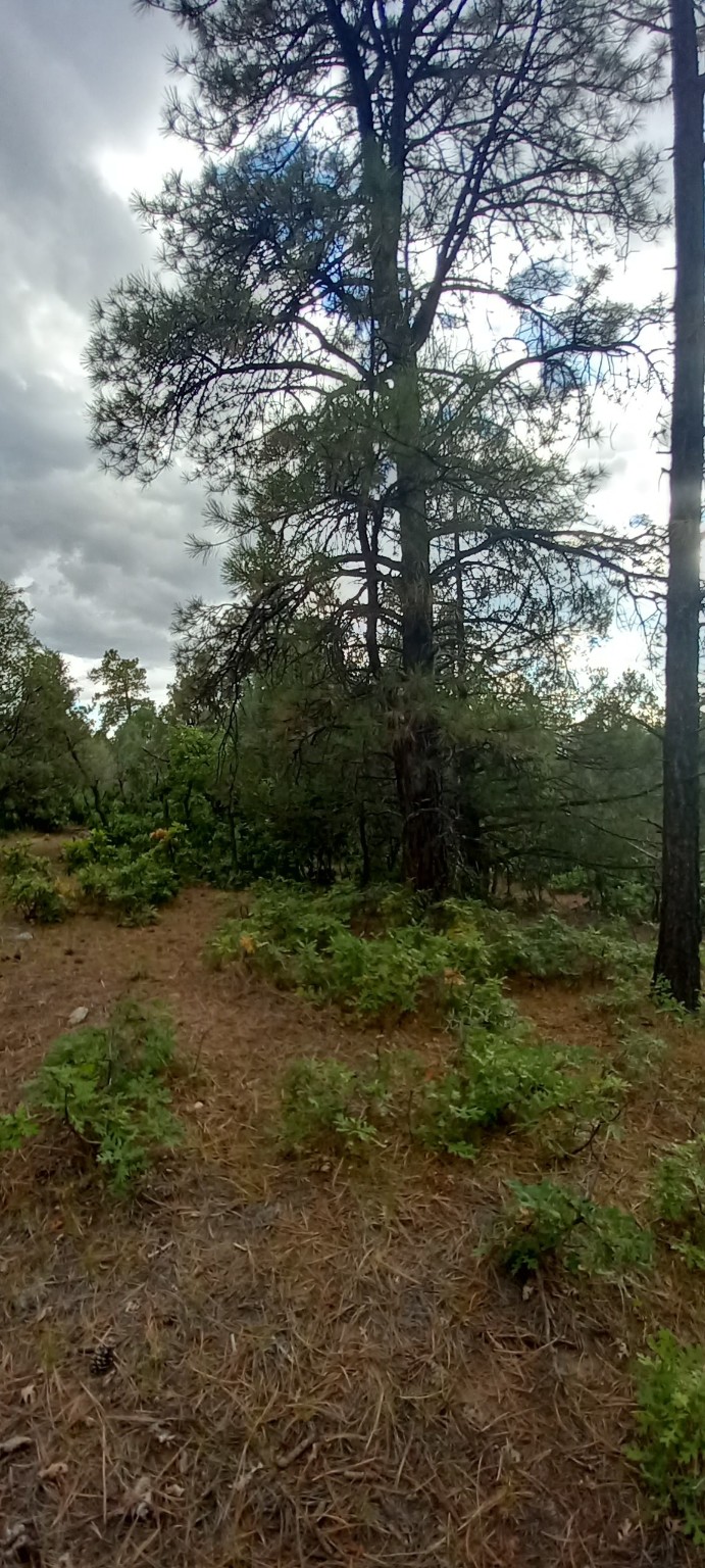 1781, Chama, New Mexico image 4