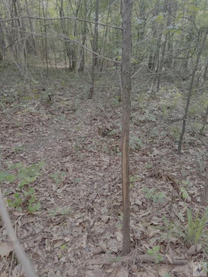 1885 COUNTY ROAD 2342, MARIETTA, TX 75566 - Image 40e472dd0d82cee69a25e5920db86fbc/823482575