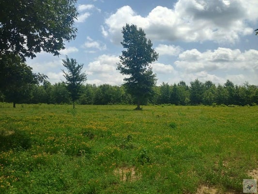 TBD FM 990, SIMMS, TX 75574 - Image 8d659d64f79dacf65cf7352bbaa88a46/1360678802