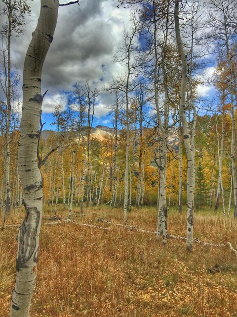 Photo of Wapiti Road, Telluride, CO 81435 (MLS # 43915)