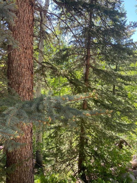 Photo of S Silver Street, Rico, CO 81332 (MLS # 42370)