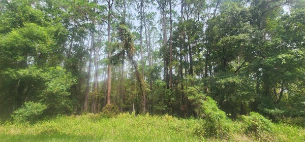 422 DOGWOOD AVE, GEORGETOWN, FL 32139 - Image 14015da660ff958da67465150c983ad8/1889555305