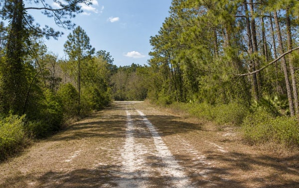 306 CARTERET RD, GEORGETOWN, FL 32139 - Image 7a38f33aeaede91db007758f7e10d3b7/2658828819