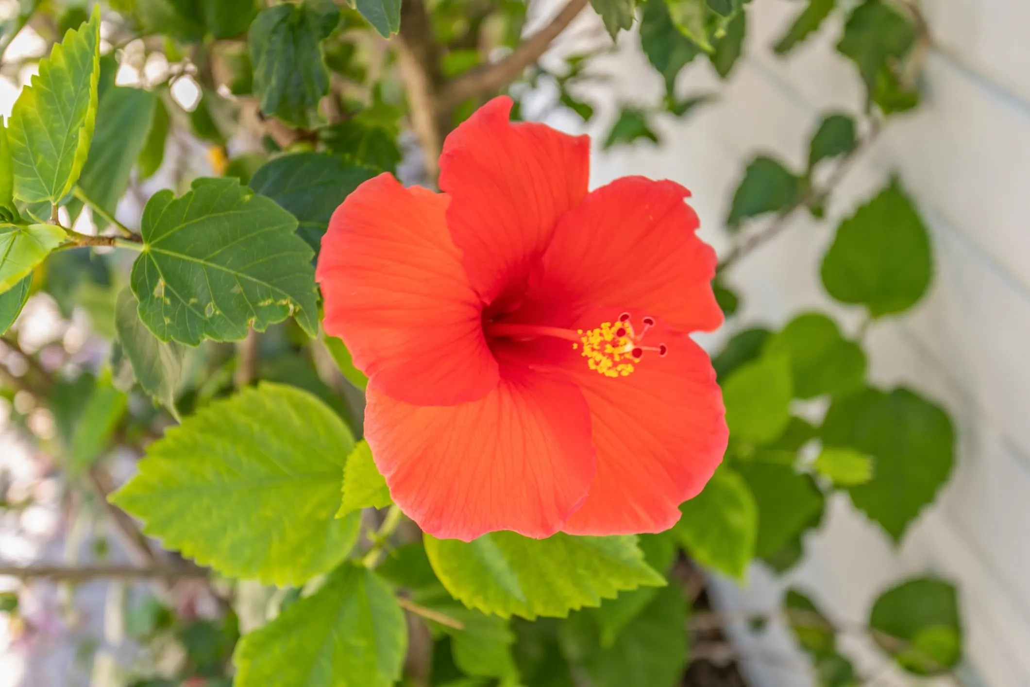 St Augustine, Florida, 32080, United States, ,Residential,Active,2006555