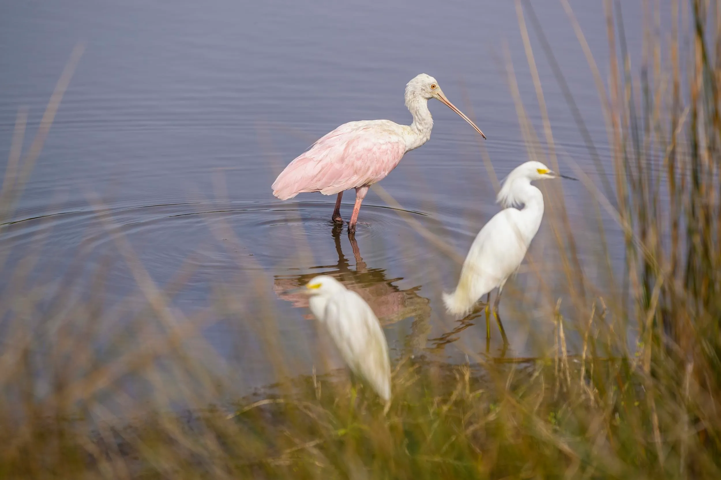 St Augustine, Florida 32080, United States, 3 Bedrooms Bedrooms, ,3 BathroomsBathrooms,Residential,Active,183769