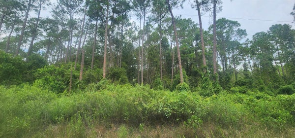 220 SE 2ND ST, GEORGETOWN, FL 32139 - Image e16e369cbfa1d5db74e1f07e233e8e8a/2573449819