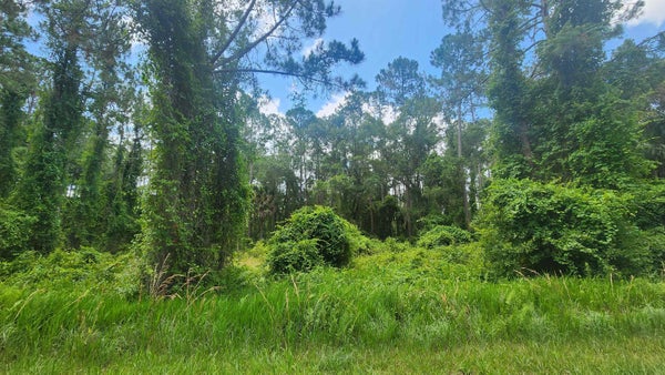 123 SE 2ND ST, GEORGETOWN, FL 32139 - Image e97ff2d9150bcf0ee35be864694934f2/3272350945